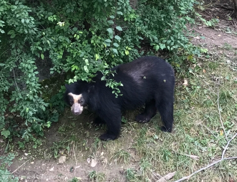 Asiatic Bear