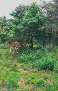 Big Kitty!