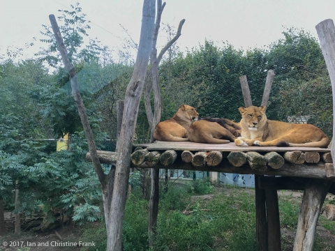 Lazy lions