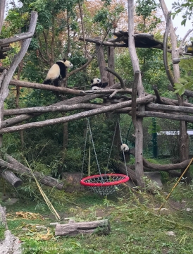 So fluffy and playful!