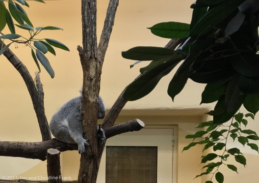 A koala's natural state, asleep and flashing those menacing claws