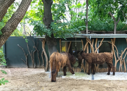 Shaggy Donkeys