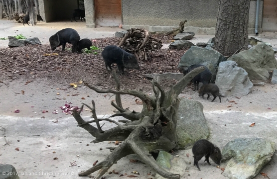 This pig family was really cute