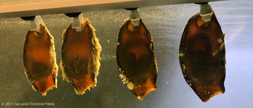 Shark Nursery