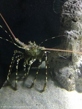 Hiding Lobster