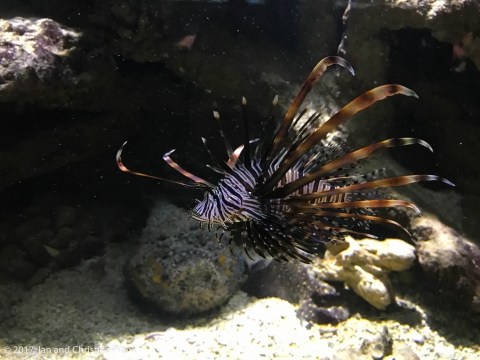 Lionfish