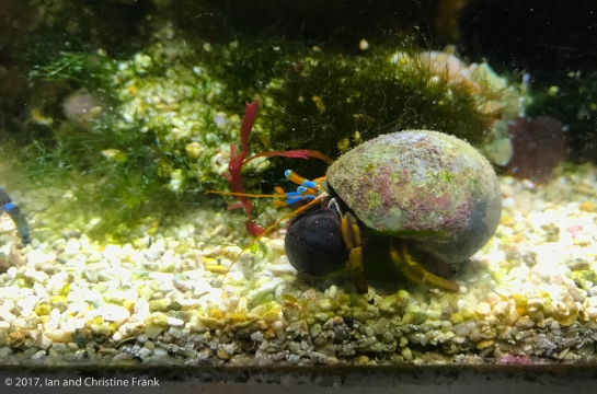 Colorful Crustacean