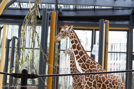 The giraffe sisters